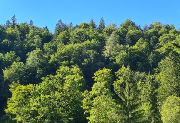Mischwälder in Bayern